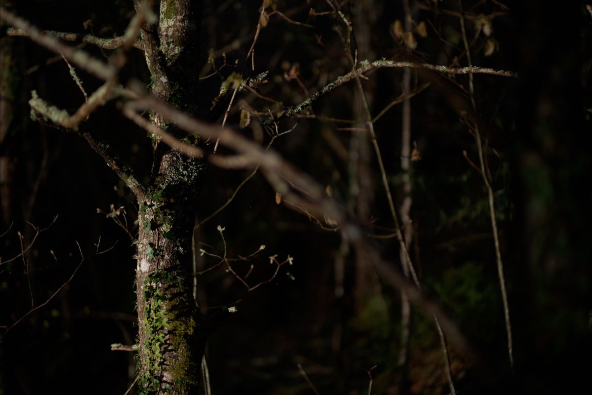 Gaulana | X Films film 2025